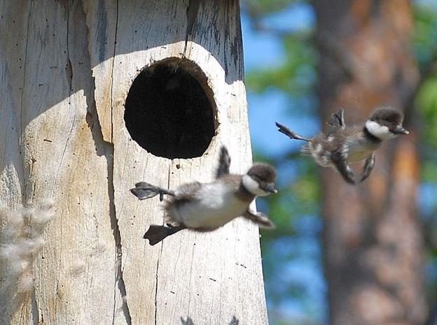 Guess i'm not alone in learning how to fly.jpg