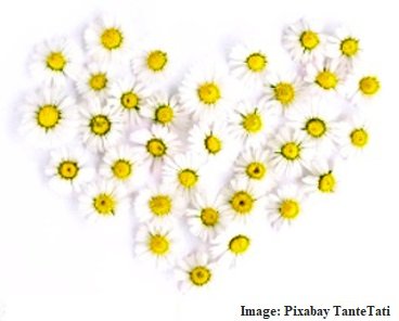 daisy heart pixabay.jpg