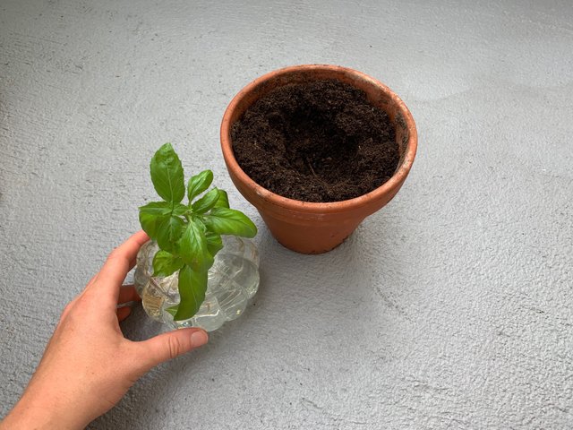 How to clone your basil it s super easy . Basil mania at home