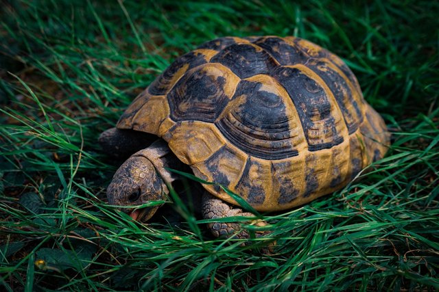 tortoise-7390594_1280.jpg