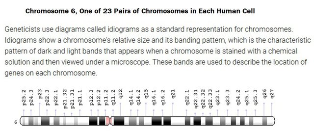 chromosone six NCBI credit.jpg