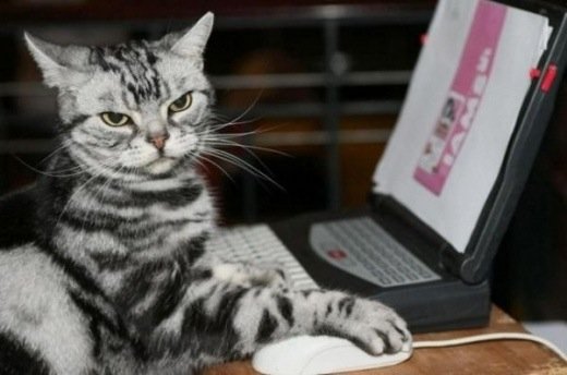 bcu-laptopcat.jpg