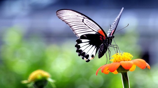 butterfly-on-a-flower-12.jpg