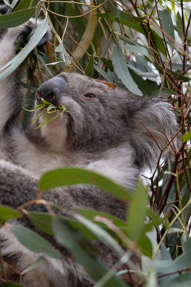 Koala3 (1 of 1).JPG