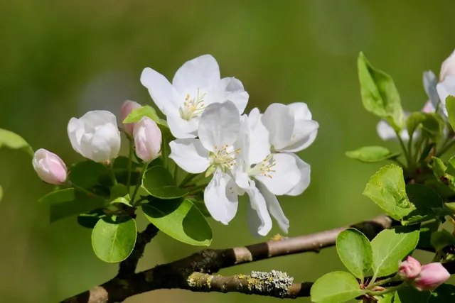apple-blossoms-9531234_1280.webp.jpg