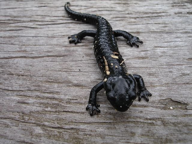 salamander-4147__480.jpg