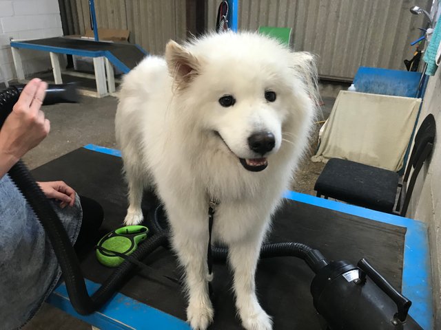 can samoyed swim