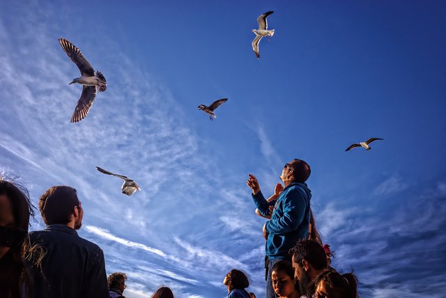 seagulls-5473897_1280.jpg