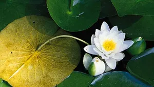 leaf-water-lily-centre-stalk-attachment-leaves.webp