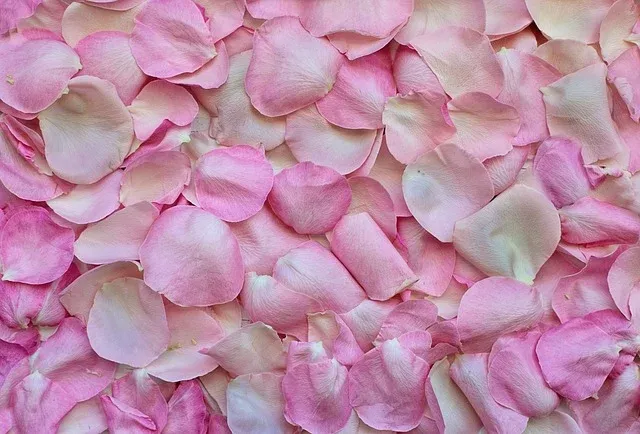 rose-petals-3194062_640.webp