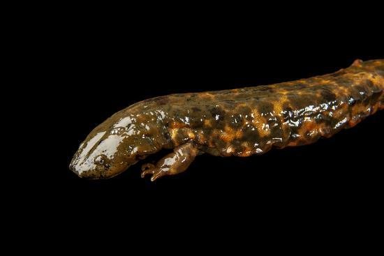 an-ozark-hellbender-cryptobranchus-alleganiensis-bishopi-at-the-saint-louis-zoo_u-l-q1dcjek0.jpg