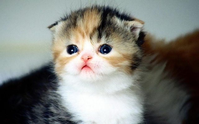 src=http___i2_download_fd_pchome_net_t_960x600_g1_M00_07_12_oYYBAFNHhpmIQCXxAAgMtHJTQd8AABdigAyQNIACAzM216_jpg&refer=http___i2_download_fd_pchome.jpg