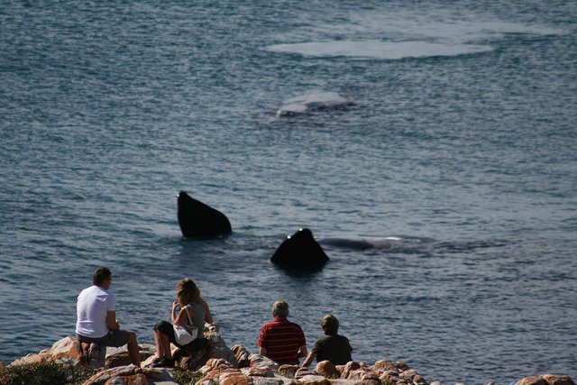 Land-based whale watching in Gansbaai.jpg