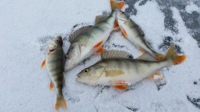 ice-fishing-2919070_1280.jpg