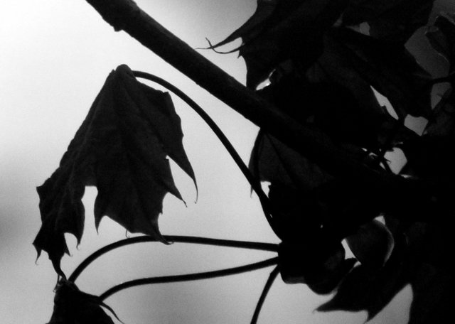 RD0226-Leaves.jpg
