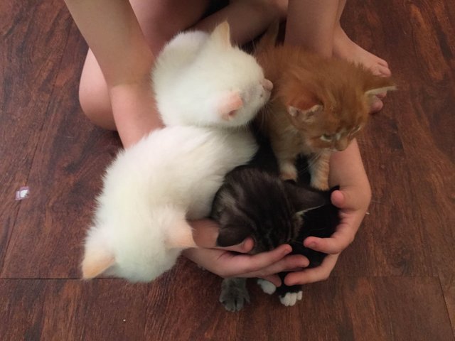 catuday-kittens-1-5.jpg
