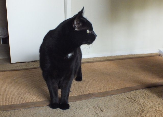 CC0720-Shadow.jpg
