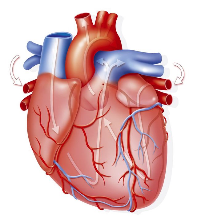 comofuncionaelcorazon-56cb62563df78cfb379ca9c8.jpg