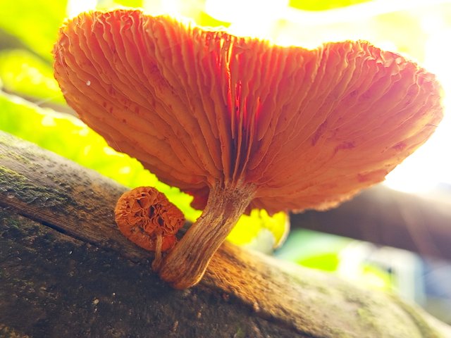 mashroom (4).jpg