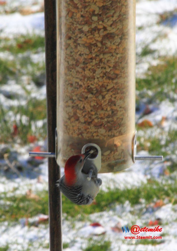 Red-bellied Woodpecker PFW02_0094.JPG
