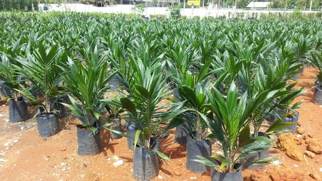 palm-seedlings.jpg