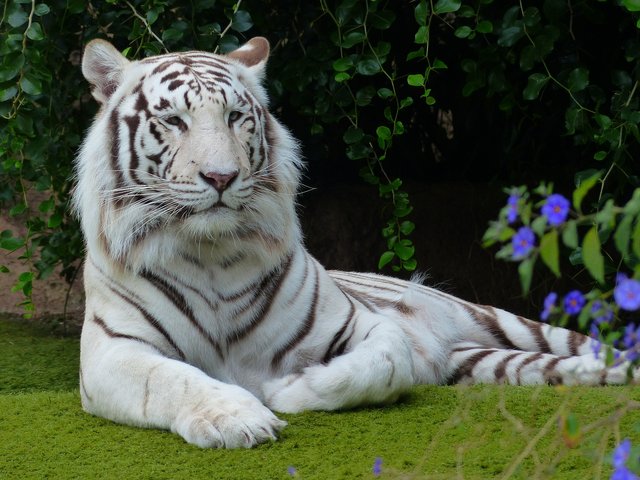 white-bengal-tiger-406994_1920.jpg