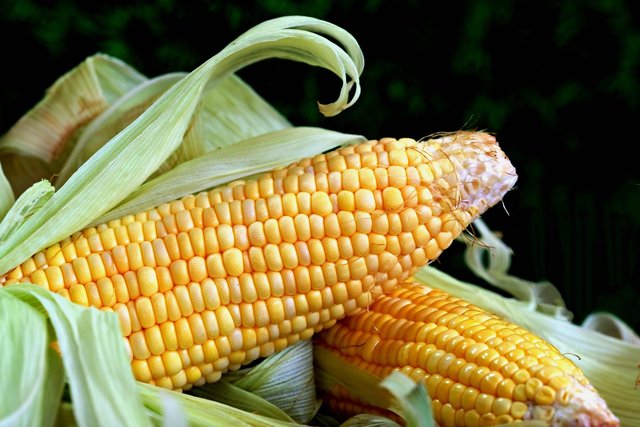corn-8028831_1280.jpg