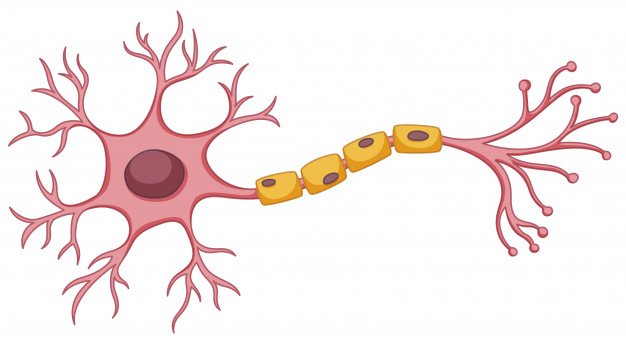 neurona.jpg