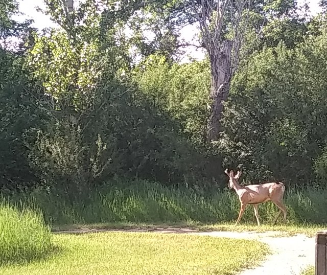 Moose Jaw River Park jj.jpg