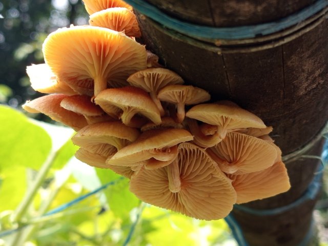 mashrooms (2).jpg