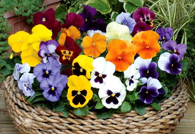 pansies-flowers-bright-basket-1057128-wallhere.com.jpg