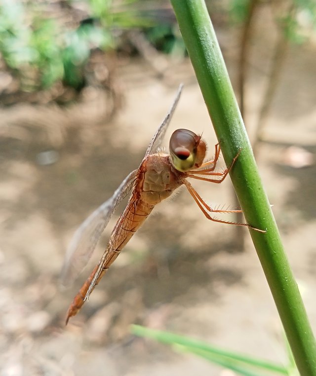 IMG_20250328_175543.jpg