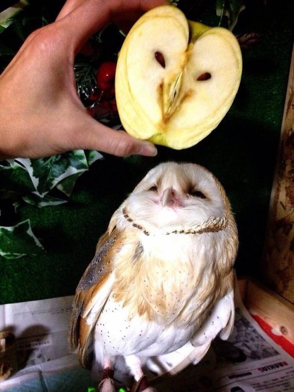 Owl faced Apple.jpg