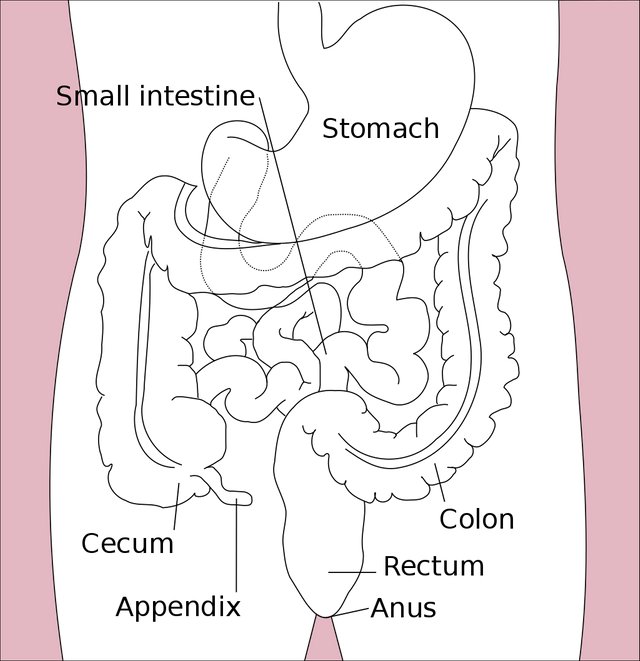 1024px-Stomach_colon_rectum_diagram-en.svg.png