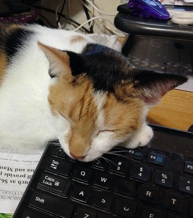 Callie-keyboard.jpg