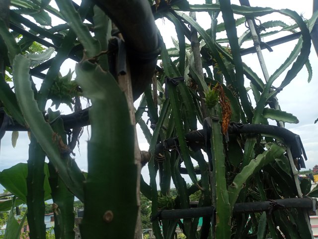 20210727_105427.jpg
