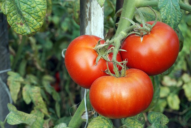 Tomatoes_02_s.jpg