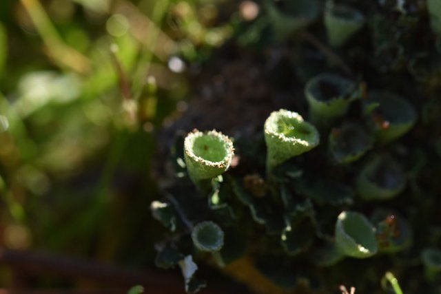 lichen cups giant macro 1.jpg