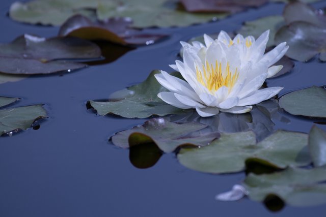 MikeBryantPhotography-Waterlilies-13.jpg