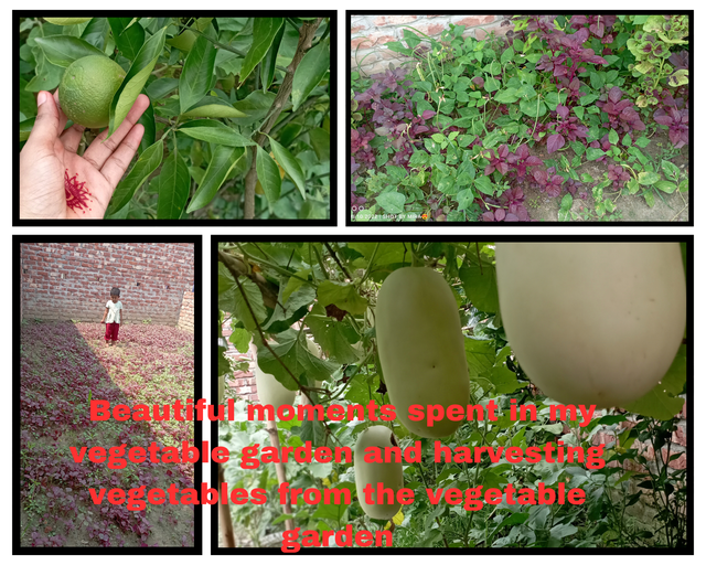 Beautiful moments spent in my vegetable garden and harvesting vegetables fr_20250926_223336_0000.png