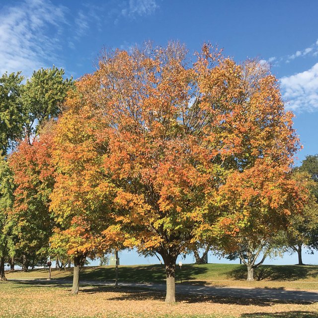 maple-in-autumn.jpg