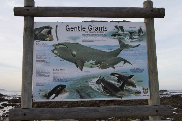 Gansbaai whale watching.jpg