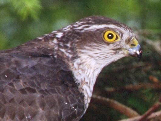 Sparrowhawk2.jpg