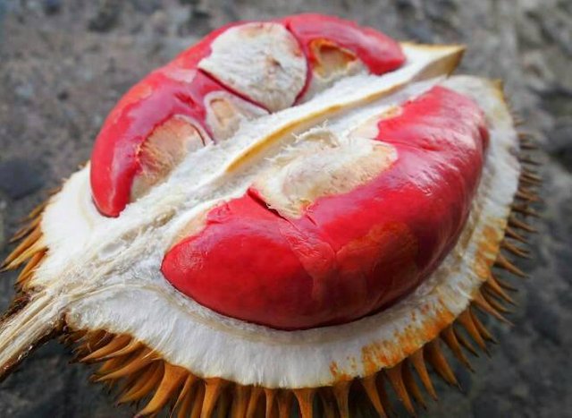 durian merah.jpg