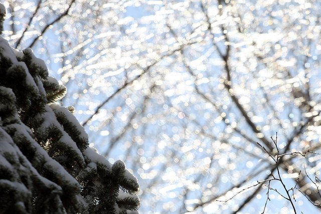 Snowy_Bokeh_1_s.jpg