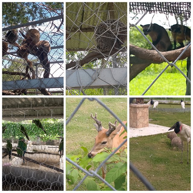 photocollage_2025517205734954.jpg
