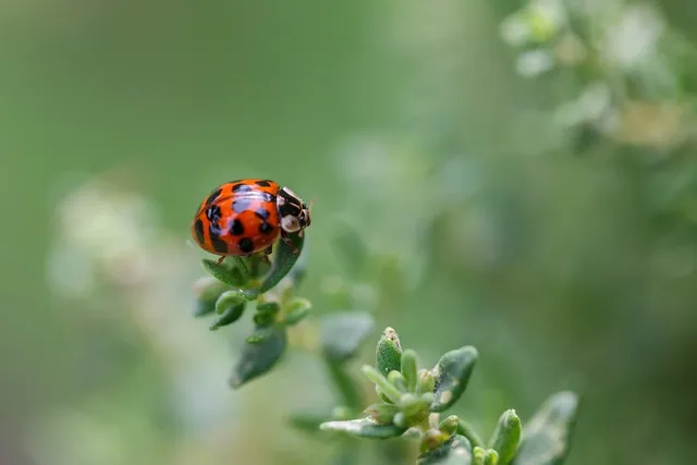 ladybug-8064737_1280.webp