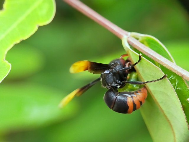 Wasp (13).jpg