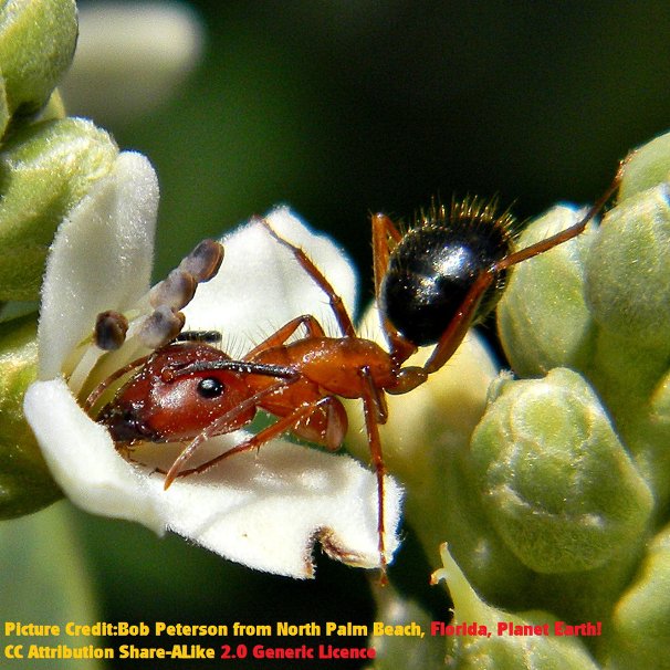Acrobatic_Pollinator_(Florida_Carpenter_Ant) Bob Peterson from North Palm Beach, Florida, Planet Earth! 2.0 generic.jpg