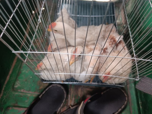 IMG20250604180715 (1).jpg